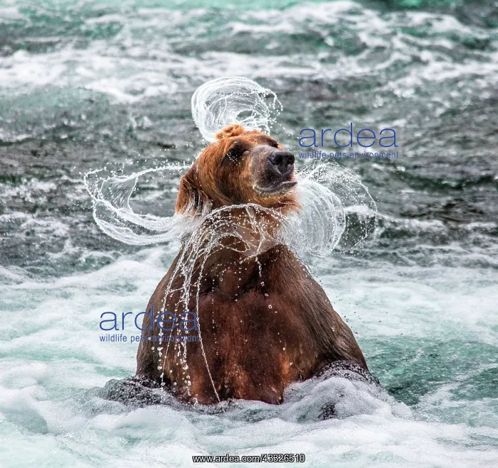 : Alaska Peninsula brown bear (Ursus arctos horrib : Alaska Peninsula brown bear (Ursus arctos horrib