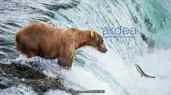  : Alaska Peninsula brown bear (Ursus arctos horrib