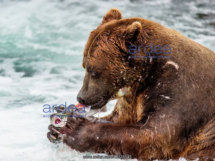 : Alaska Peninsula brown bear (Ursus arctos horrib : Alaska Peninsula brown bear (Ursus arctos horrib