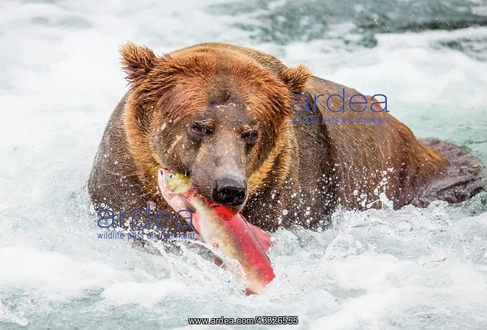 : Alaska Peninsula brown bear (Ursus arctos horrib : Alaska Peninsula brown bear (Ursus arctos horrib