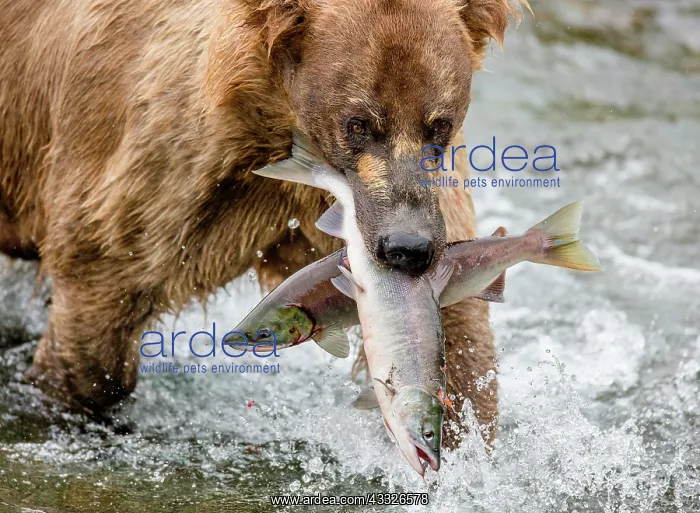 : Alaska Peninsula brown bear (Ursus arctos horrib : Alaska Peninsula brown bear (Ursus arctos horrib