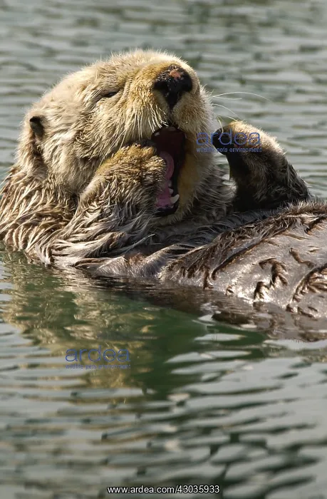 : Alaska Sea Otter swimming - Alaska Sea Otter swimming : Alaska Sea Otter swimming - Alaska Sea Otter swimming