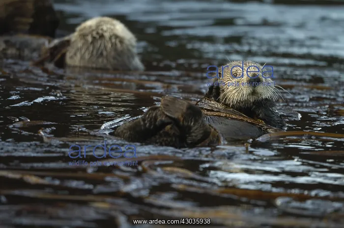 : Alaska Sea Otter swimming - Alaska Sea Otter swimming : Alaska Sea Otter swimming - Alaska Sea Otter swimming