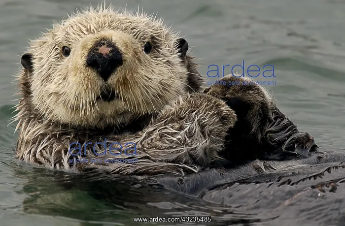 : Alaska Sea Otter swimming - Alaska Sea Otter swimming : Alaska Sea Otter swimming - Alaska Sea Otter swimming