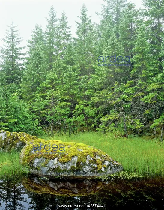 : Alaska - Tongass National Forest, in Southeast : Alaska - Tongass National Forest, in Southeast