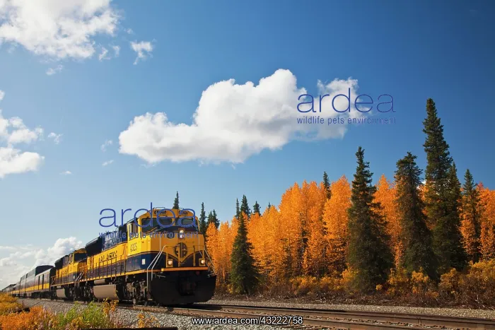 : Alaska Train along George Parks Highway : Alaska Train along George Parks Highway