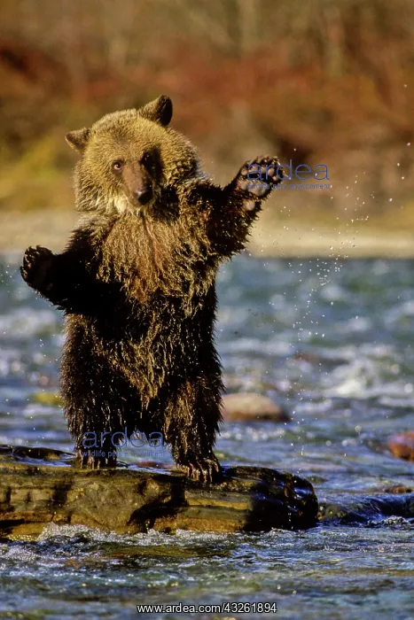  : Alaska, USA, Grizzly Bear, Ursus arctos