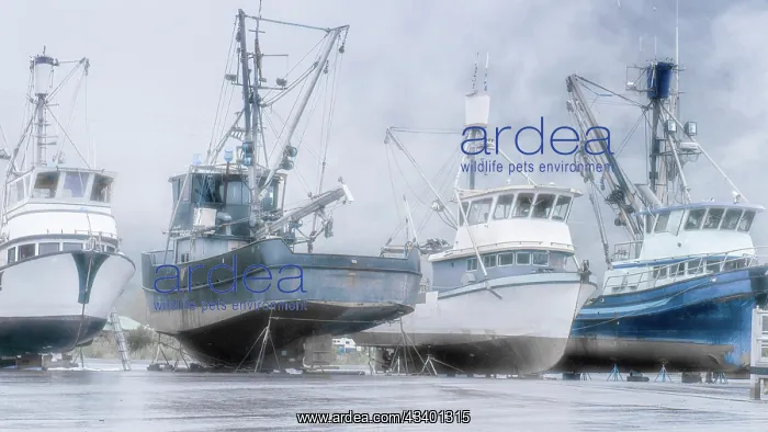 : Alaska, Valdez. Fishing boats on dry dock. Artistic : Alaska, Valdez. Fishing boats on dry dock. Artistic