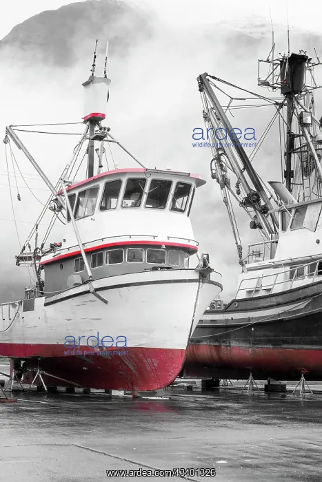 : Alaska, Valdez. Fishing boats on dry dock. Artistic : Alaska, Valdez. Fishing boats on dry dock. Artistic