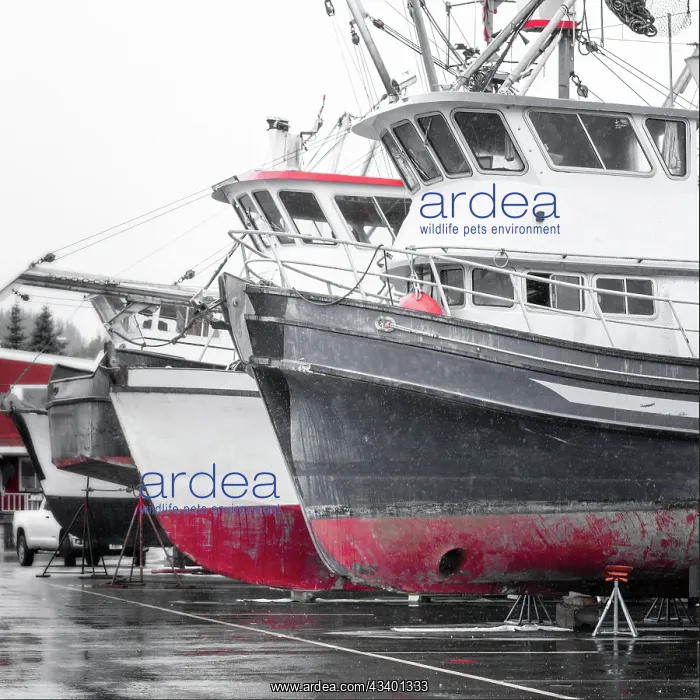 : Alaska, Valdez. Fishing boats on dry dock. Artistic : Alaska, Valdez. Fishing boats on dry dock. Artistic