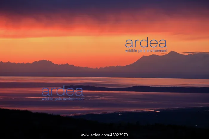 : Alaska view from Chugach State Park at Cook inlet : Alaska view from Chugach State Park at Cook inlet