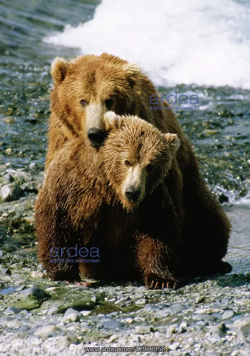 : ALASKAN BROWN BEAR : ALASKAN BROWN BEAR