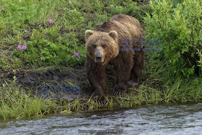 : Alaskan brown bear along Alagnak River, Alaska : Alaskan brown bear along Alagnak River, Alaska