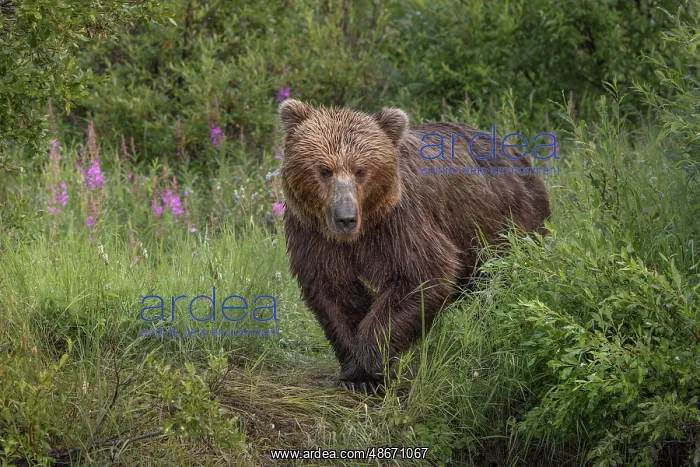 : Alaskan brown bear along Alagnak River, Alaska : Alaskan brown bear along Alagnak River, Alaska