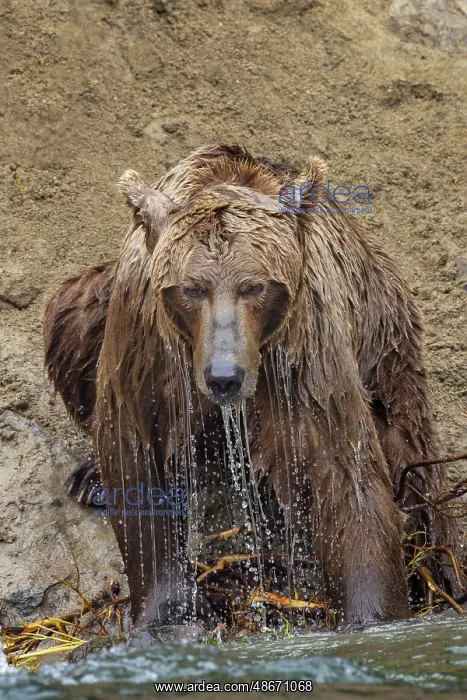 : Alaskan brown bear along Alagnak River, Alaska : Alaskan brown bear along Alagnak River, Alaska