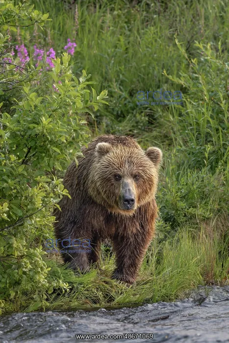  : Alaskan brown bear along Alagnak River, Alaska