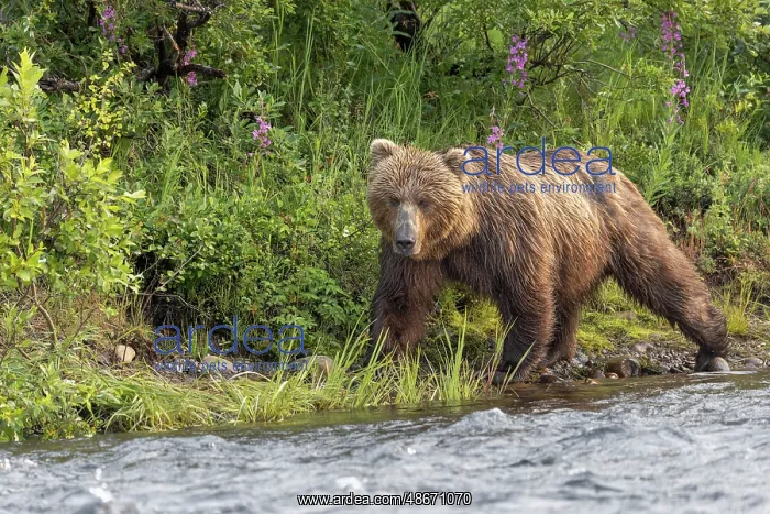 : Alaskan brown bear along Alagnak River, Alaska : Alaskan brown bear along Alagnak River, Alaska