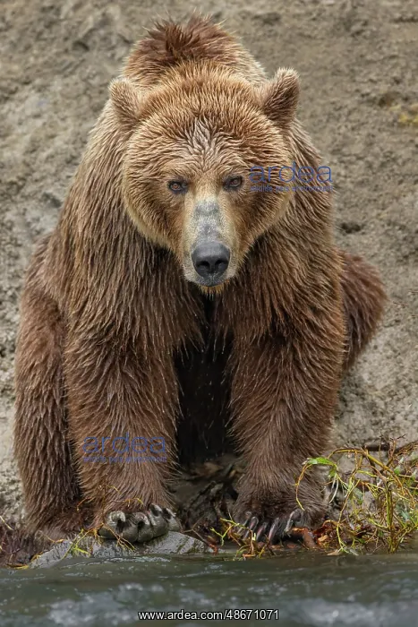 : Alaskan brown bear along Alagnak River, Alaska : Alaskan brown bear along Alagnak River, Alaska