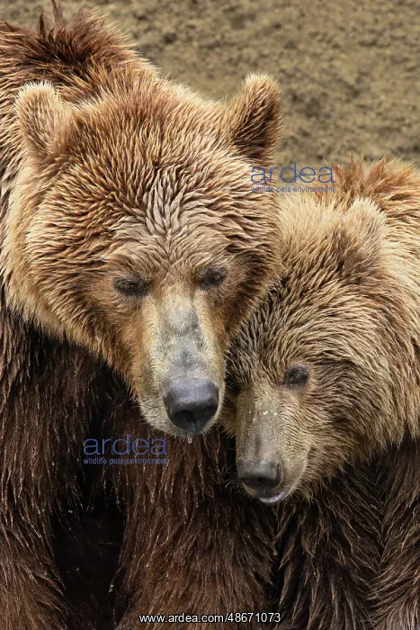 : Alaskan brown bear along Alagnak River, Alaska : Alaskan brown bear along Alagnak River, Alaska