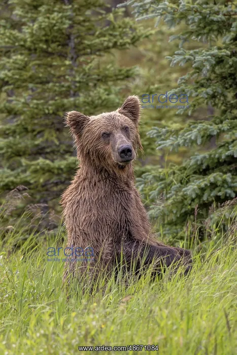 : Alaskan brown bear along Alagnak River, Alaska : Alaskan brown bear along Alagnak River, Alaska