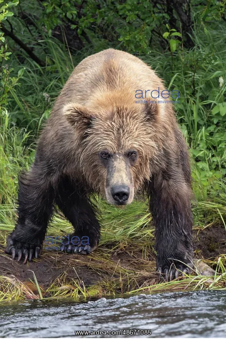 : Alaskan brown bear along Alagnak River, Alaska : Alaskan brown bear along Alagnak River, Alaska