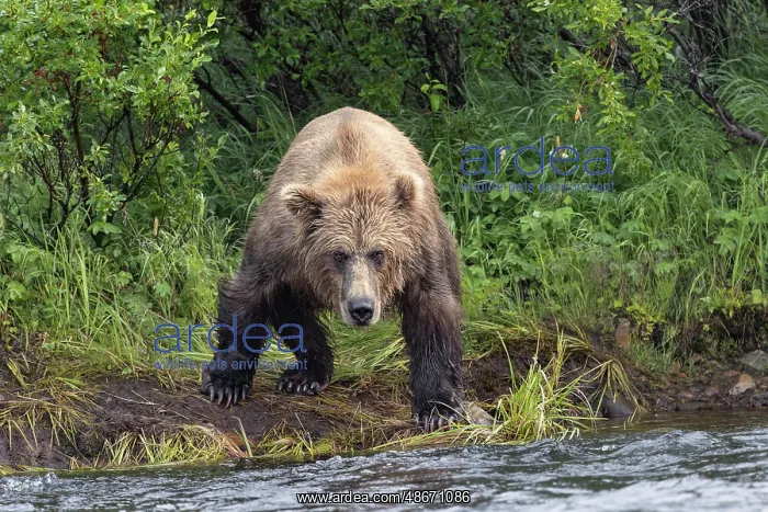 : Alaskan brown bear along Alagnak River, Alaska : Alaskan brown bear along Alagnak River, Alaska