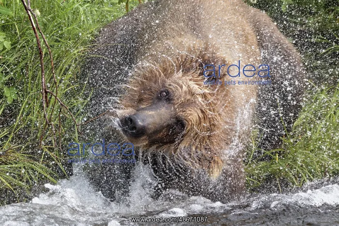 : Alaskan brown bear along Alagnak River, Alaska : Alaskan brown bear along Alagnak River, Alaska
