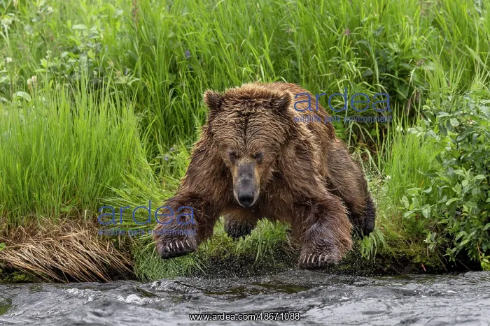 : Alaskan brown bear along Alagnak River, Alaska : Alaskan brown bear along Alagnak River, Alaska