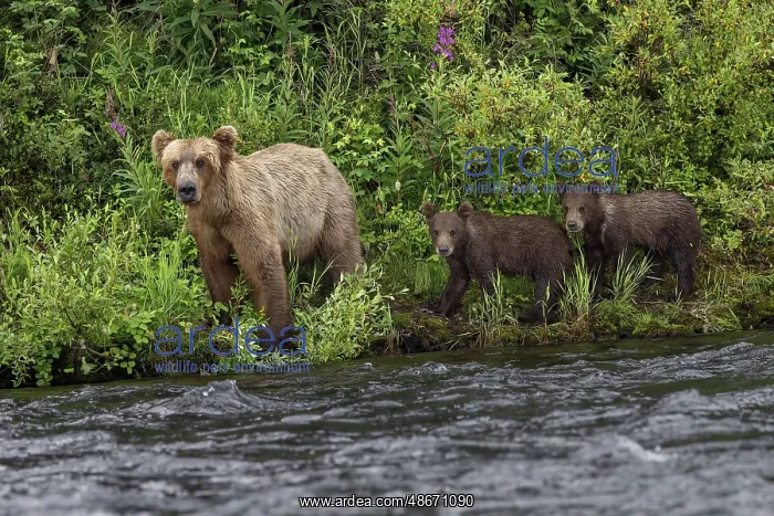 : Alaskan brown bear along Alagnak River, Alaska : Alaskan brown bear along Alagnak River, Alaska