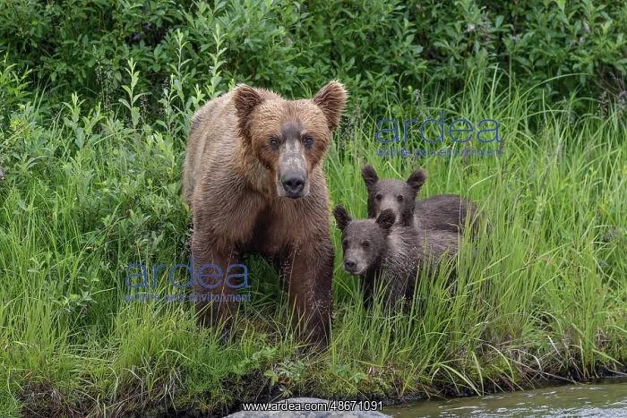 : Alaskan brown bear along Alagnak River, Alaska : Alaskan brown bear along Alagnak River, Alaska