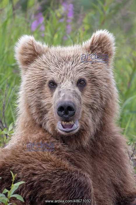 : Alaskan brown bear along Alagnak River, Alaska : Alaskan brown bear along Alagnak River, Alaska