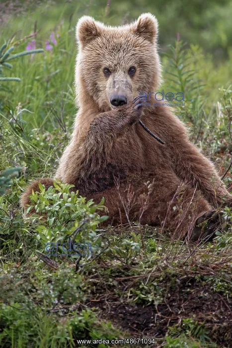 : Alaskan brown bear along Alagnak River, Alaska : Alaskan brown bear along Alagnak River, Alaska