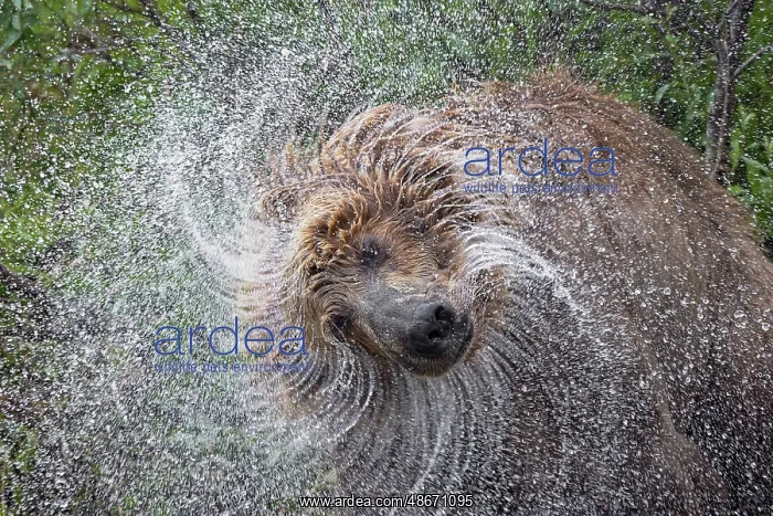 : Alaskan brown bear along Alagnak River, Alaska : Alaskan brown bear along Alagnak River, Alaska