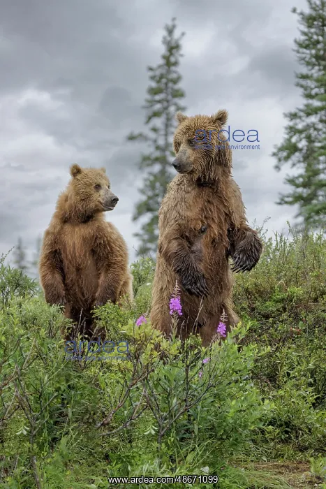 : Alaskan brown bear along Alagnak River, Alaska : Alaskan brown bear along Alagnak River, Alaska
