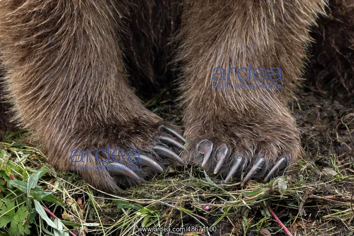 : Alaskan brown bear along Alagnak River, Alaska : Alaskan brown bear along Alagnak River, Alaska