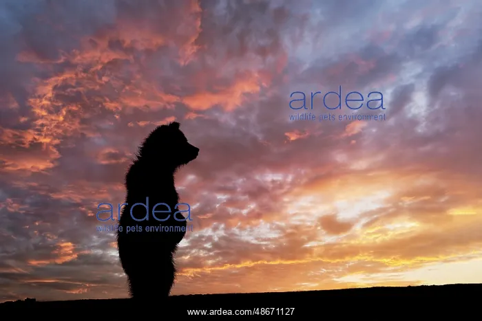 : Alaskan brown bear cub silhouetted at sunrise along Silver : Alaskan brown bear cub silhouetted at sunrise along Silver