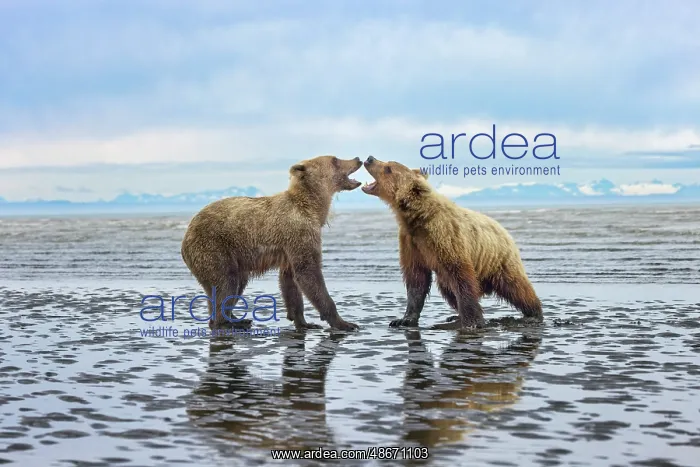 : Alaskan brown bear juveniles play fighting on tidal flats : Alaskan brown bear juveniles play fighting on tidal flats