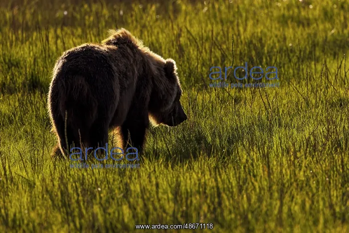 : Alaskan brown bear silhouetted in meadow grasses, Lake Clark : Alaskan brown bear silhouetted in meadow grasses, Lake Clark