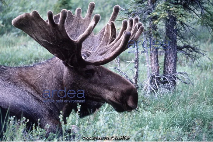: ALASKAN BULL MOOSE - close-up of head : ALASKAN BULL MOOSE - close-up of head
