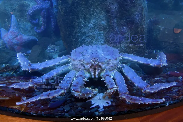 : Alaskan King crab in aquarium - Juneau Alaska North Pacific : Alaskan King crab in aquarium - Juneau Alaska North Pacific