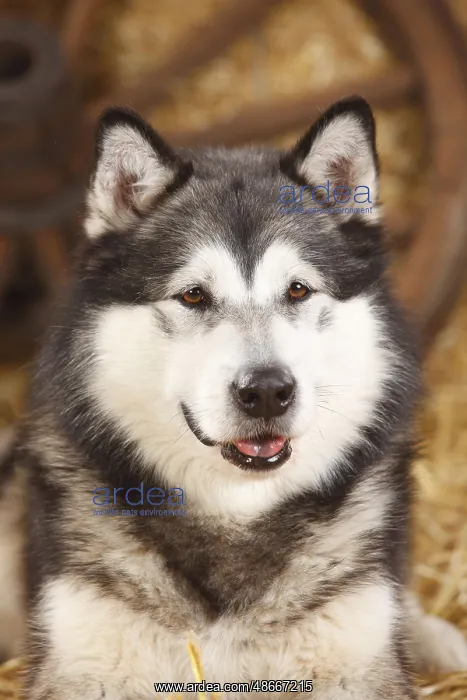: Alaskan Malamute : Alaskan Malamute