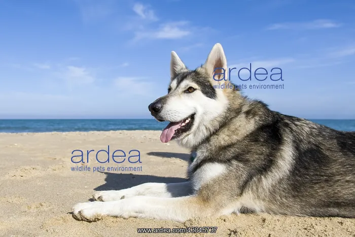 : Alaskan Malamute on beach - Norfolk UK : Alaskan Malamute on beach - Norfolk UK