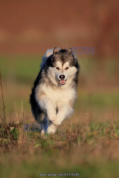 : Alaskan Malamute, bitch running across a meadow : Alaskan Malamute, bitch running across a meadow