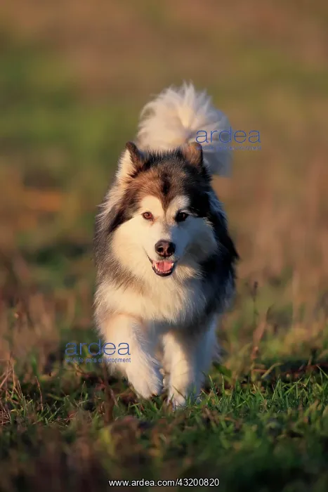 : Alaskan Malamute, bitch running across a meadow : Alaskan Malamute, bitch running across a meadow