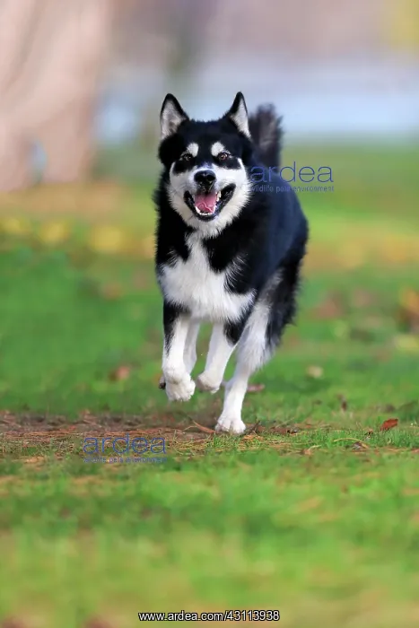  : Alaskan Malamute (Canis lupus familiaris), adult