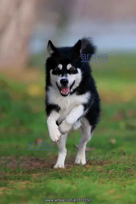 : Alaskan Malamute (Canis lupus familiaris), adult : Alaskan Malamute (Canis lupus familiaris), adult