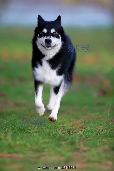 : Alaskan Malamute (Canis lupus familiaris), adult : Alaskan Malamute (Canis lupus familiaris), adult