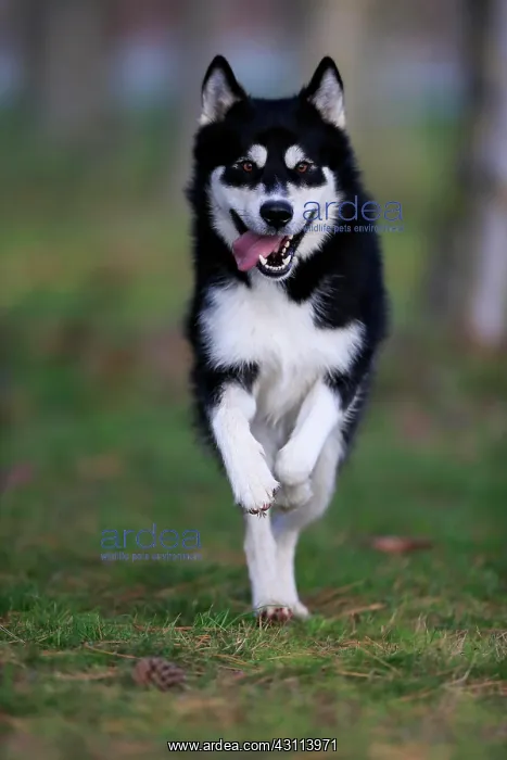 : Alaskan Malamute (Canis lupus familiaris), adult : Alaskan Malamute (Canis lupus familiaris), adult