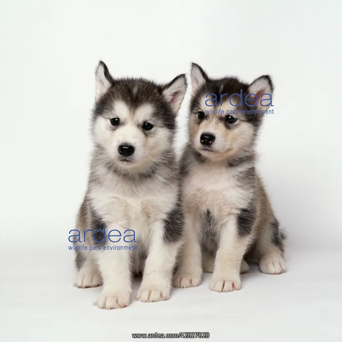 : Alaskan Malamute Dog : Alaskan Malamute Dog