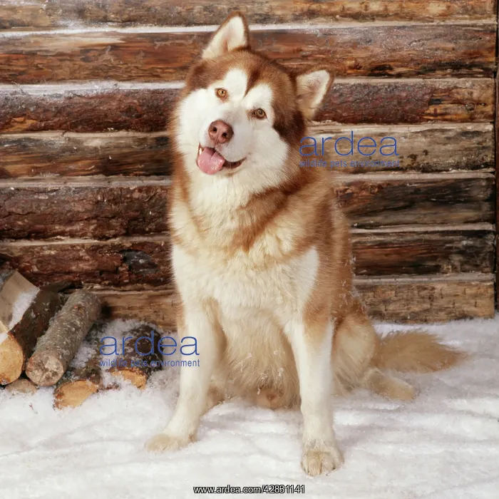 : Alaskan Malamute Dog : Alaskan Malamute Dog